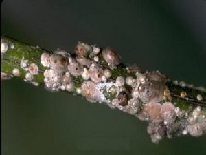 Борьба с щитовкой на садовых розах. Прикреплённые щитовки напоминают белёсые бородавки на побегах розы. Борьба с щитовкой на садовых розах. Прикреплённые щитовки напоминают белёсые бородавки на побегах розы.