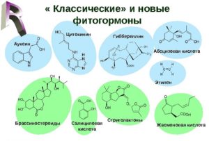 В настоящее время создание и испытание новых фитогормональных препаратов продолжается. В настоящее время создание и испытание новых фитогормональных препаратов продолжается.
