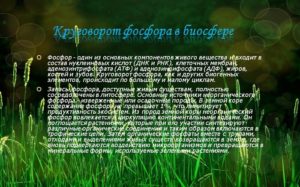 Фосфор – один из важнейших элементов для всех живых организмов. Фосфор – один из важнейших элементов для всех живых организмов.