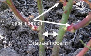Вызревшие и невызревшие побеги розы отличаются цветом коры и твёрдостью шипов. Вызревшие и невызревшие побеги розы отличаются цветом коры и твёрдостью шипов.