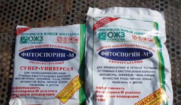 Лучшие фунгициды для роз