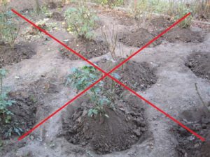 Если оставить ямки вокруг кустов, в них будет накапливаться влага и корни замерзнут. При правильном укрытии конус земли возвышается над уровнем грунта в розарии. Если оставить ямки вокруг кустов, в них будет накапливаться влага и корни замерзнут. При правильном укрытии конус земли возвышается над уровнем грунта в розарии.