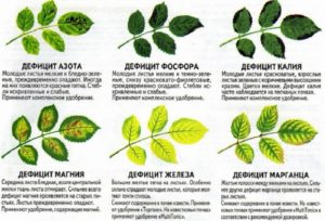 Организация сбалансированных подкормок роз поможет избежать пожелтения листьев Организация сбалансированных подкормок роз поможет избежать пожелтения листьев