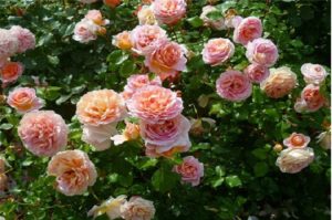 Сорт Abraham Darby - Эбрехем дЭрби. Сорт Abraham Darby - Эбрехем дЭрби.
