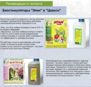 После лечения роз нужно провести серию опрыскиваний стимуляторами и адаптогенами «Эпин-Экстра» или «Циркон» После лечения роз нужно провести серию опрыскиваний стимуляторами и адаптогенами «Эпин-Экстра» или «Циркон»