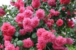 Сорт Rosarium Uetersen - Розариум Ютерзен. Сорт Rosarium Uetersen - Розариум Ютерзен.