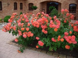 Сорт Westerland – Вэстэрлэнд. Сорт Westerland – Вэстэрлэнд.