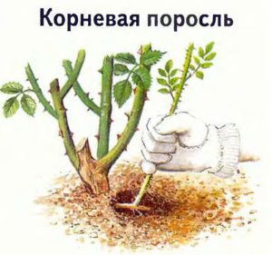 Обнаружение и удаление поросли в период, когда она ещё в «нежном» возрасте, можно проводить руками, без использования секатора. Обнаружение и удаление поросли в период, когда она ещё в «нежном» возрасте, можно проводить руками, без использования секатора.