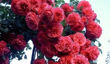 Плетистая роза Rosarium Uetersen отлично зарекомендовала себя при выращивании в средней полосе