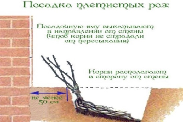 Как и когда сажать плетистую розу Как и когда сажать плетистую розу