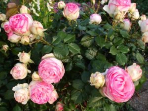  Роза отличается пышным и продолжительным цветением, крупными бутонами и нежной окраской цветков.