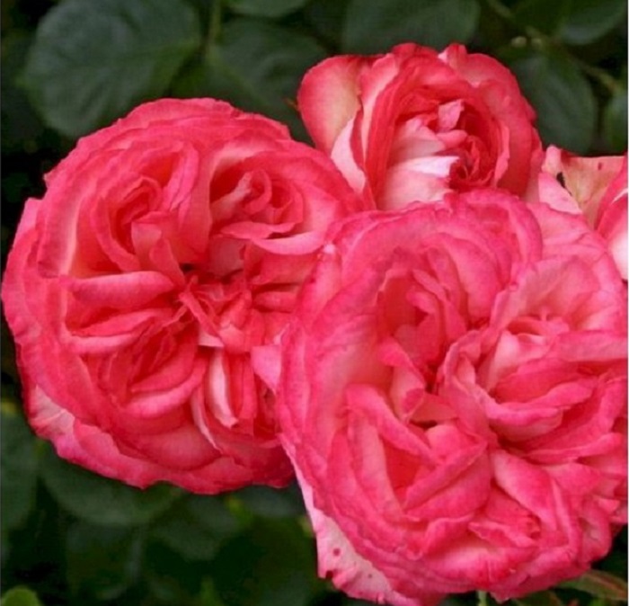 В полном роспуске цветок розы Antike демонстрирует красивую крестовидную серединку.