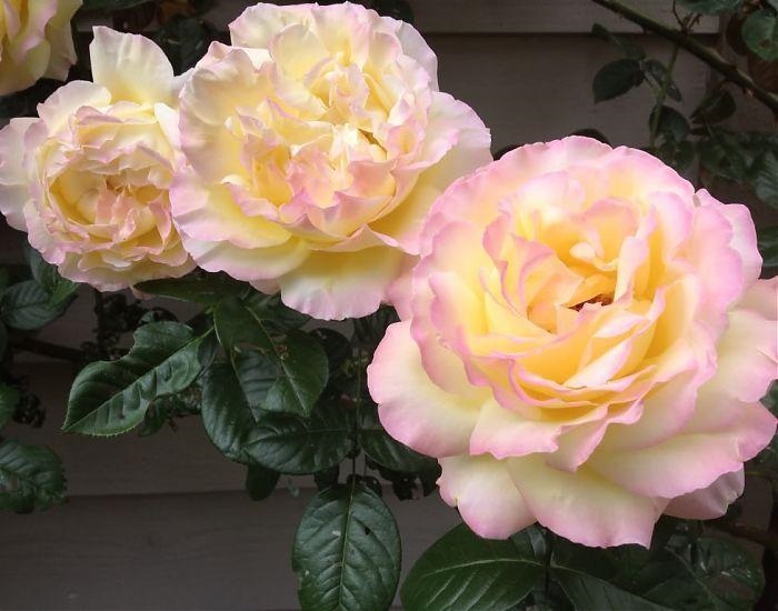 Цветок плетистой формы розы Gloria Dei унаследовал все лучшие качества родительского чайно-гибридного сорта.