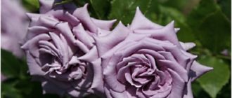Характеристика и выращивание плетистой розы Индиголетта (Indigoletta)