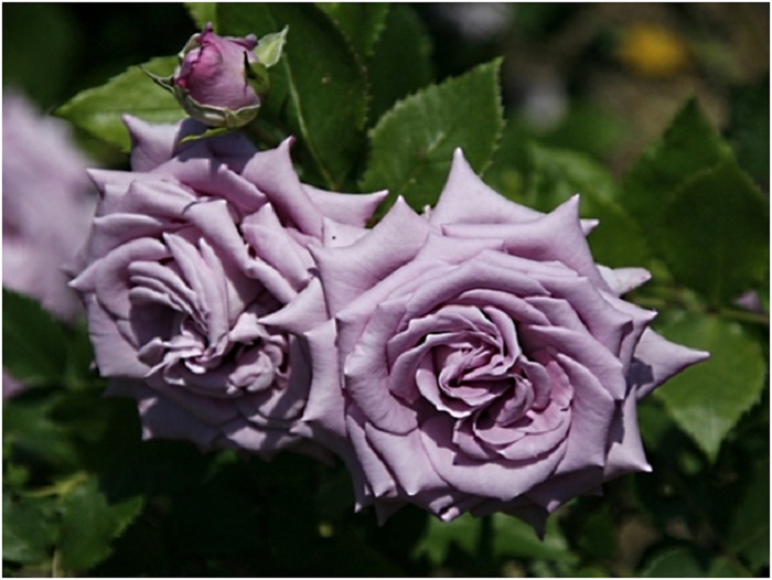 Indigoletta – сорт, характеризующийся продолжительным цветением. Последние цветки держатся на растении до снега.