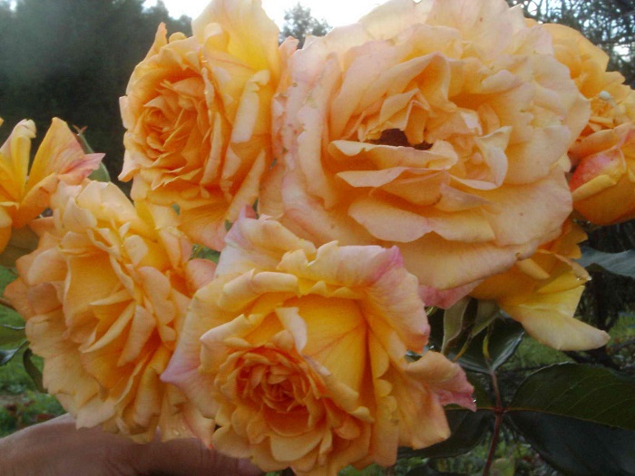 Роза Michka проявляет лучшие качества грандифлоры – крупноцветковость и обильность цветения.