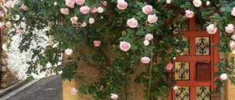 Опоры для плетистых роз: варианты оформления и конструкция