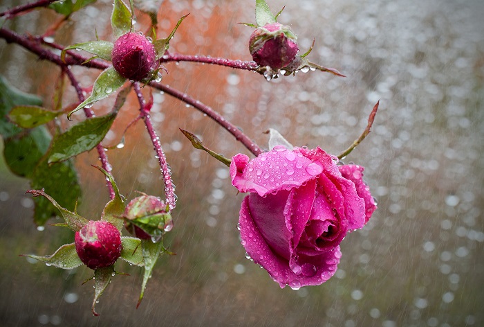 Для выращивания во влажном прохладном климате нужно выбирать сорта роз, устойчивые к дождю и недостатку солнечного света
