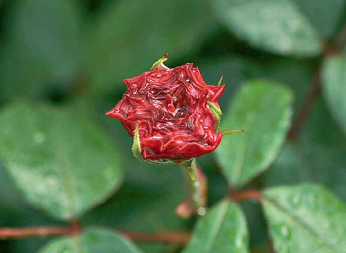 При недостатке бора на розах недоразвитые цветки с неестественно короткими и плотными лепестками выглядят, как пластилиновые.