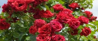 Роза «Симпатия» - плетистая: описание сорта