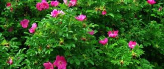 Роза морщинистая – основоположница селекции почвопокровных сортов