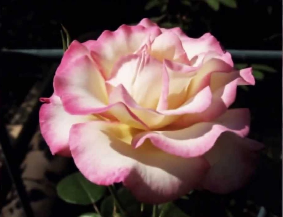 К моменту создания «Хендель», среди плетистых роз не было ни одного сорта с подобными свойствами.