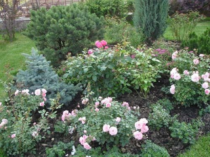 Миниатюрные розы с хвойными растениями украшают сад в любое время года.