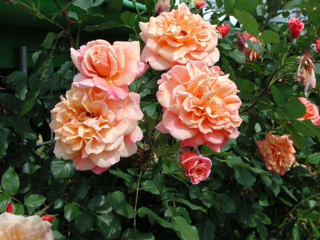 Сорт плетистой розы «Алоха» (2003 г.) отличается крупными цветками, которые меняю оттенок на разных стадиях распускания.