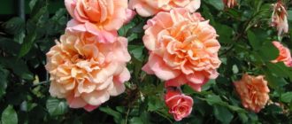Роза плетистая – сорт «Алоха»