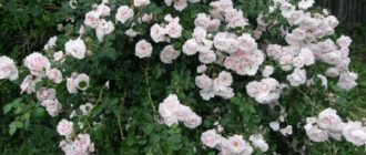 Роза плетистая – Нью Даун