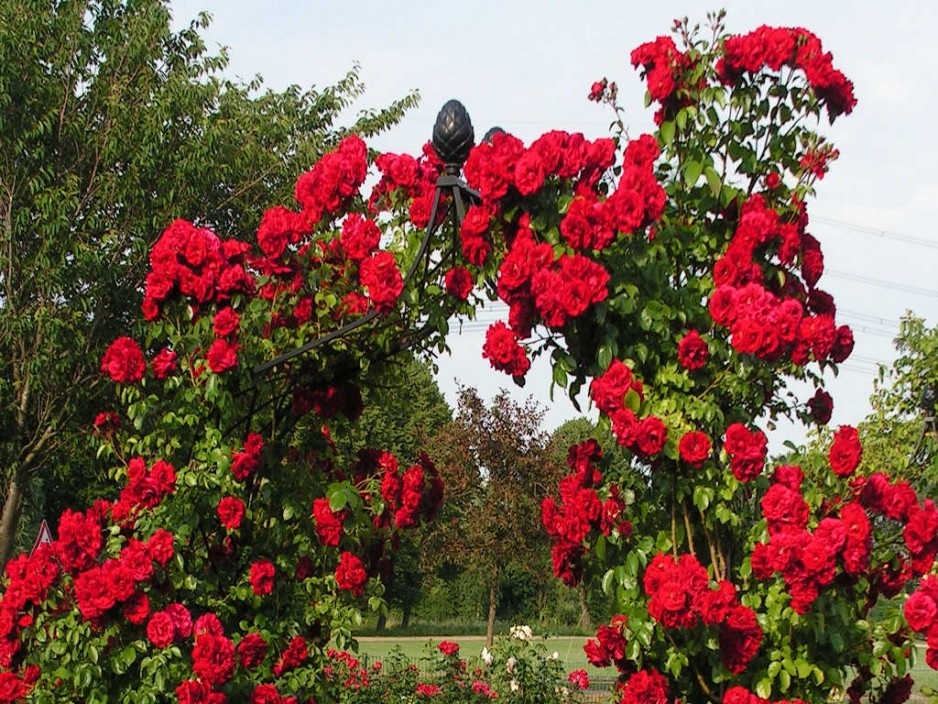 Роза «Амадеус» ценится в ландшафтном дизайне за эффектное ярко-красное цветение. Привлекает внимание на любом расстоянии. Са21