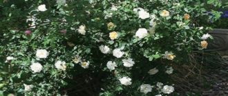 Роза плетистая – сорт «Дана»