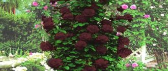 Роза плетистая «Черная королева»: описание сорта
