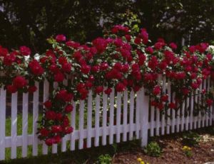 Сорт плетистой розы «Дон Жуан» отличается насыщенным красно-вишневым цветом.