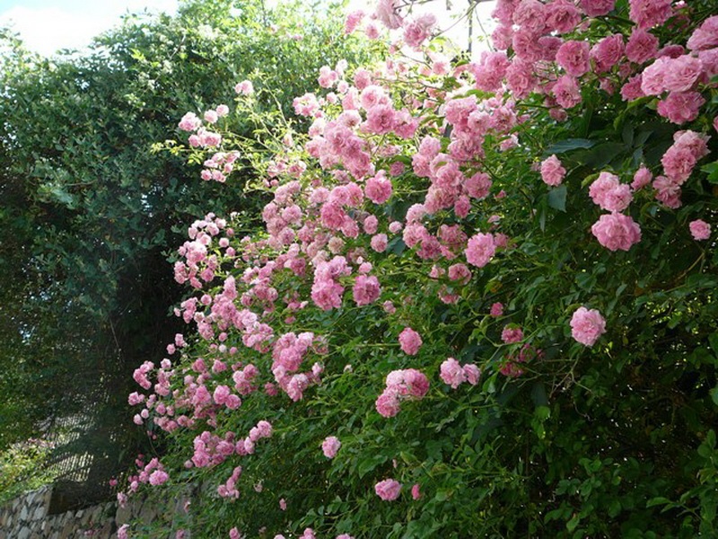 Цветки розы «Эксельза» имеют классическую розовую окраску цветков.