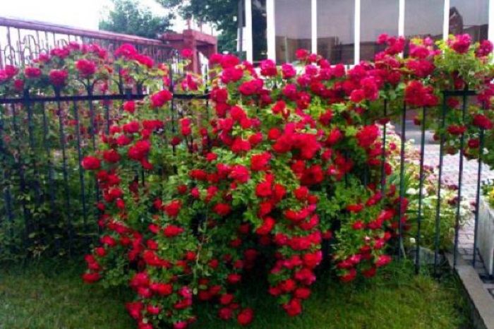 Одна разросшаяся роза «Фламентанц» способна отделить часть сада от посторонних взглядов.