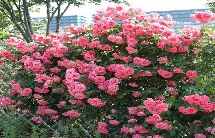 Плетистая роза – сорт «Лавиния» (Lawinia).