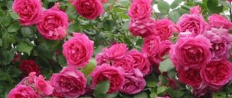 Роза плетистая – сорт «Парад»