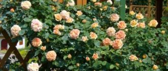 Роза плетистая – «Полька»