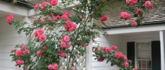 Роза плетистая «Ютерсен», описание сорта