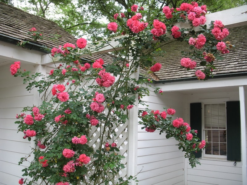 Сорт розы «Ютерсен» чаще выращивают, как плетистую розу, хотя можно высаживать шрабами.