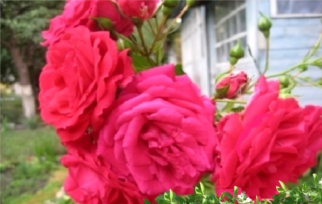 Плетистая роза «Виктория» цветет, как типичная флорибунда, крупными цветками, собранными в кисти.