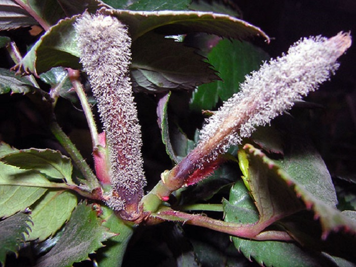 С наступлением тепла серая гниль стремительно распространяется по всему растению, появляется пушистая грибница серовато белесого цвета.