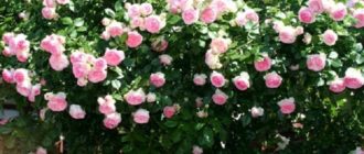Роза плетистая «Эден Роуз»