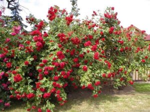 Розу "Пауль Скарлет" используют для вертикального озеленения как в одиночных посадках, так и в декоративных композициях с другими растениями.