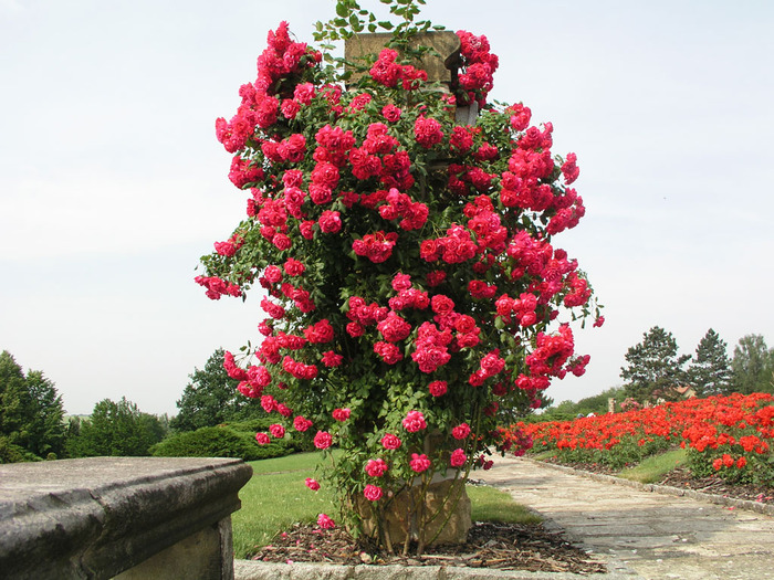 Кусты розы «Скарлет» эффектно смотрятся на вертикальных опорах, поэтому в ландшафтном дизайне используют для вертикального озеленения.
