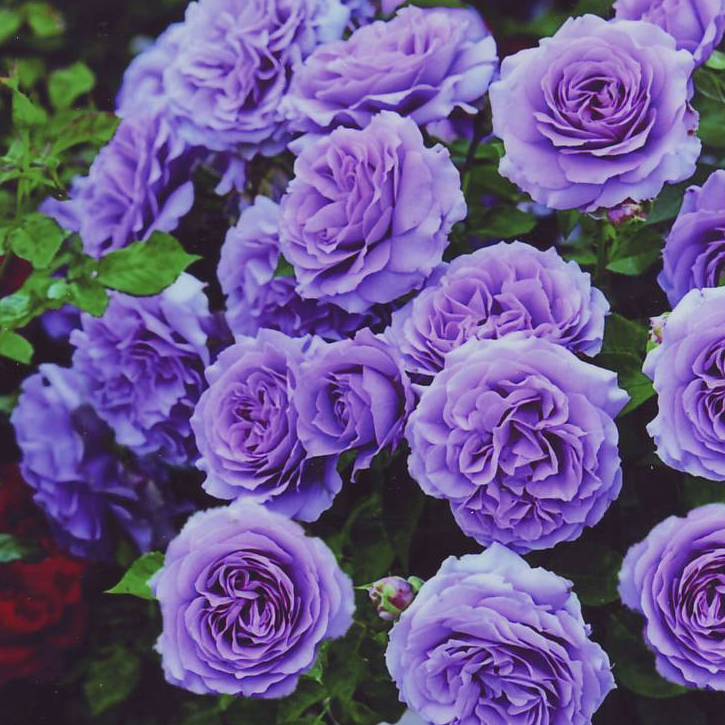 Каждый цветок розы Blue Moon элегантен и аккуратен даже в полном роспуске, поэтому куст всегда выглядит ухоженно.