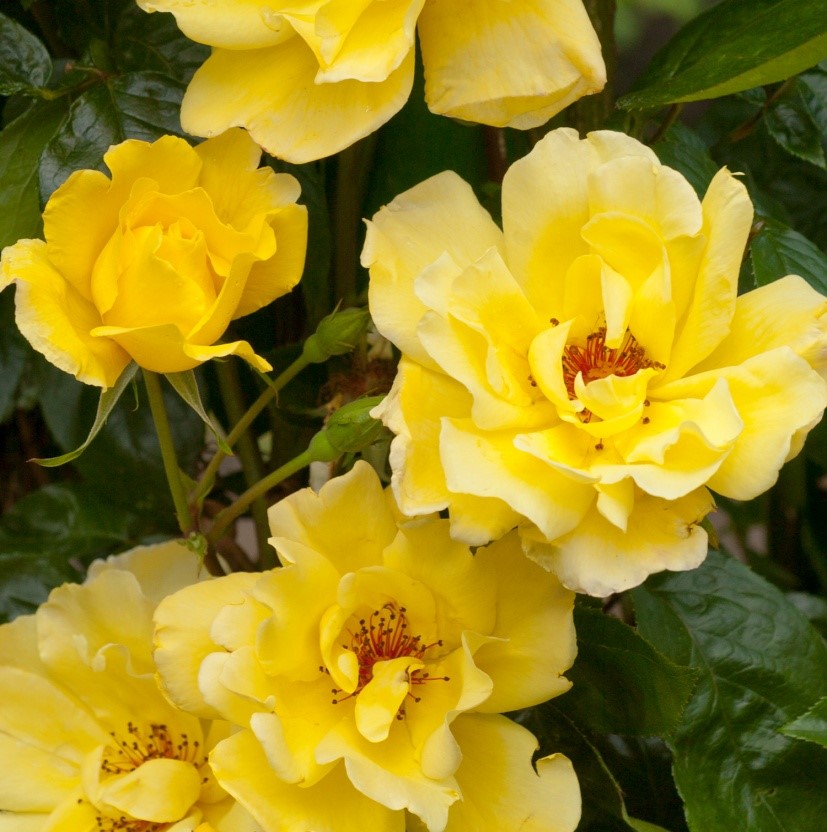 Полумахровыми желтыми цветами с яркими тычинками усыпан весь куст. Роза цветет особенно обильно вначале лета и осени.