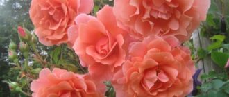 Сорта роз группы клаймбер: описание и особенности