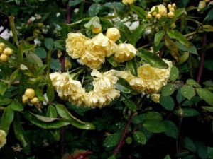Большинство владельцев отмечает высокую устойчивость цветка плетистой розы Casino к дождям.